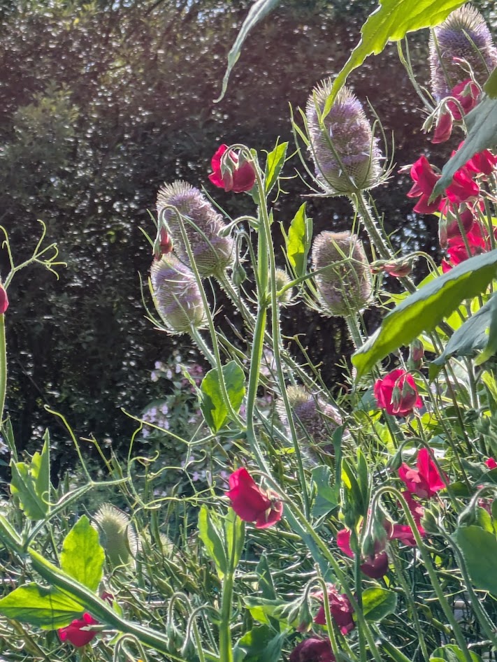 teasel heads and red sweetpeas