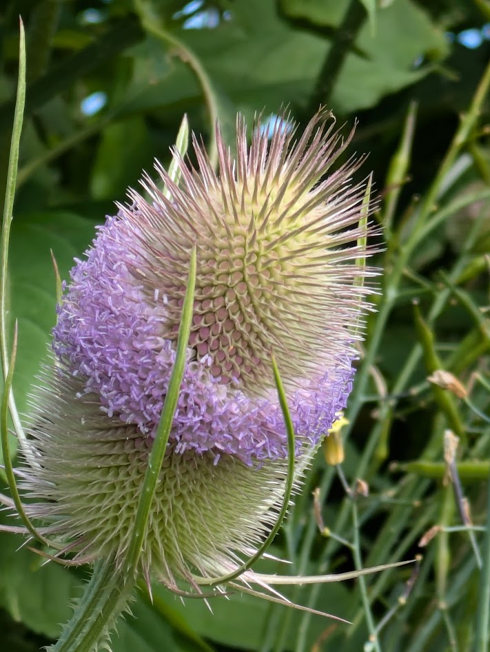 teasel flower