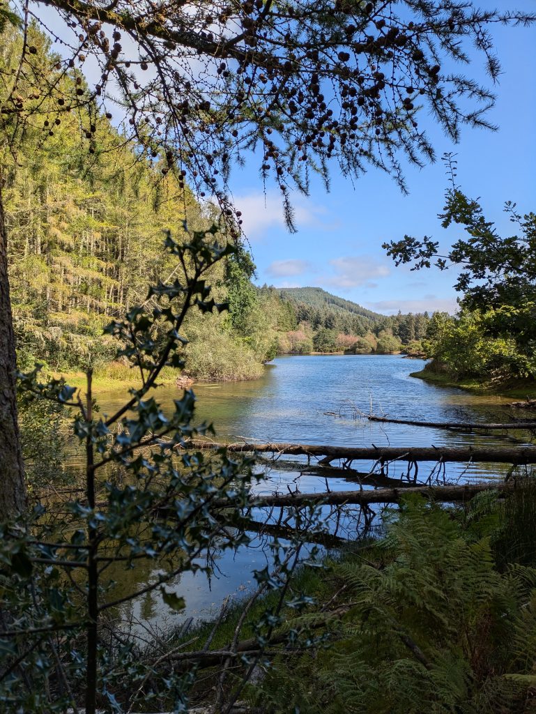 fallen logs across sunlit lake