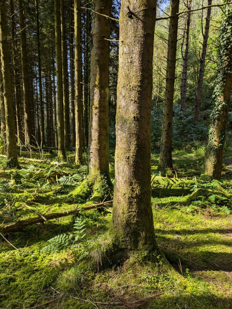 spruce trunks in line sunlit