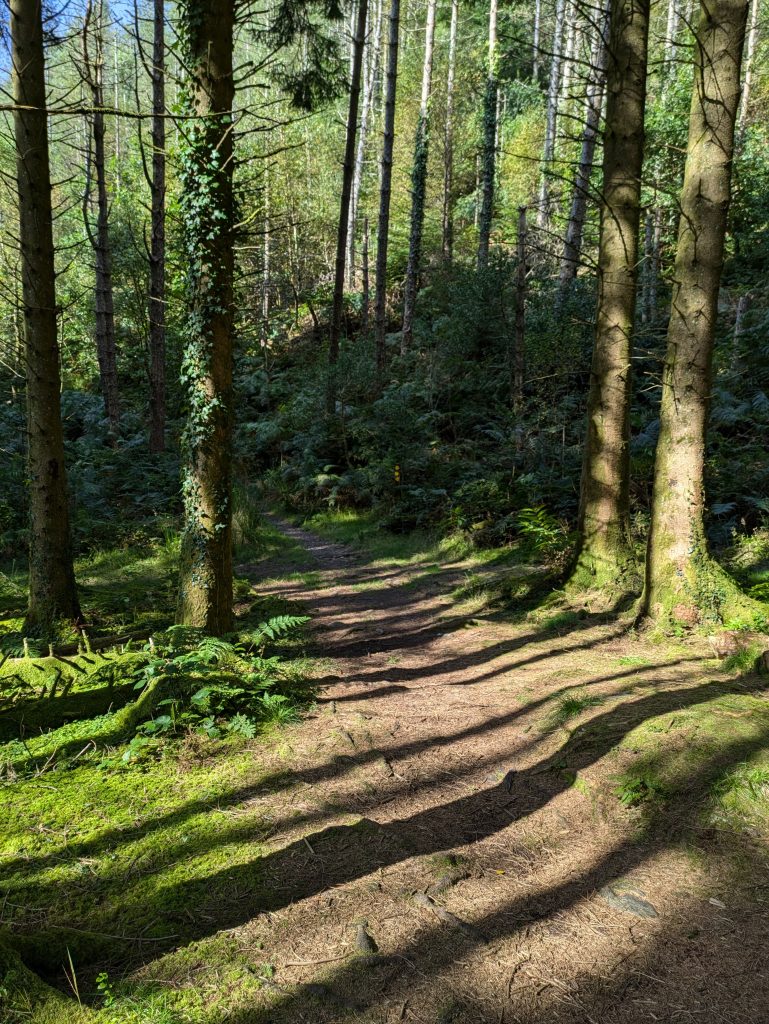 stripey path shadows