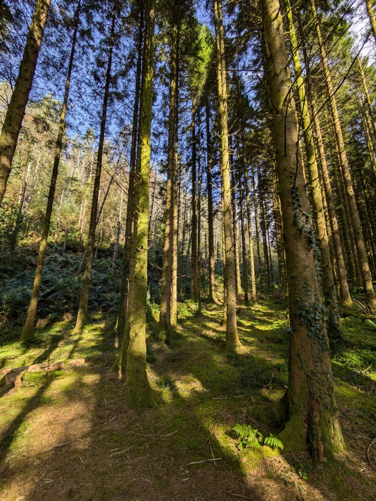 sunlit spruce trunks
