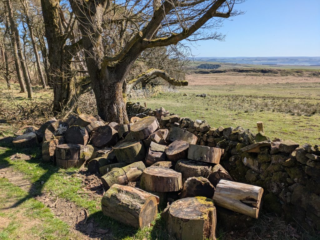 chopped logs and oak trees