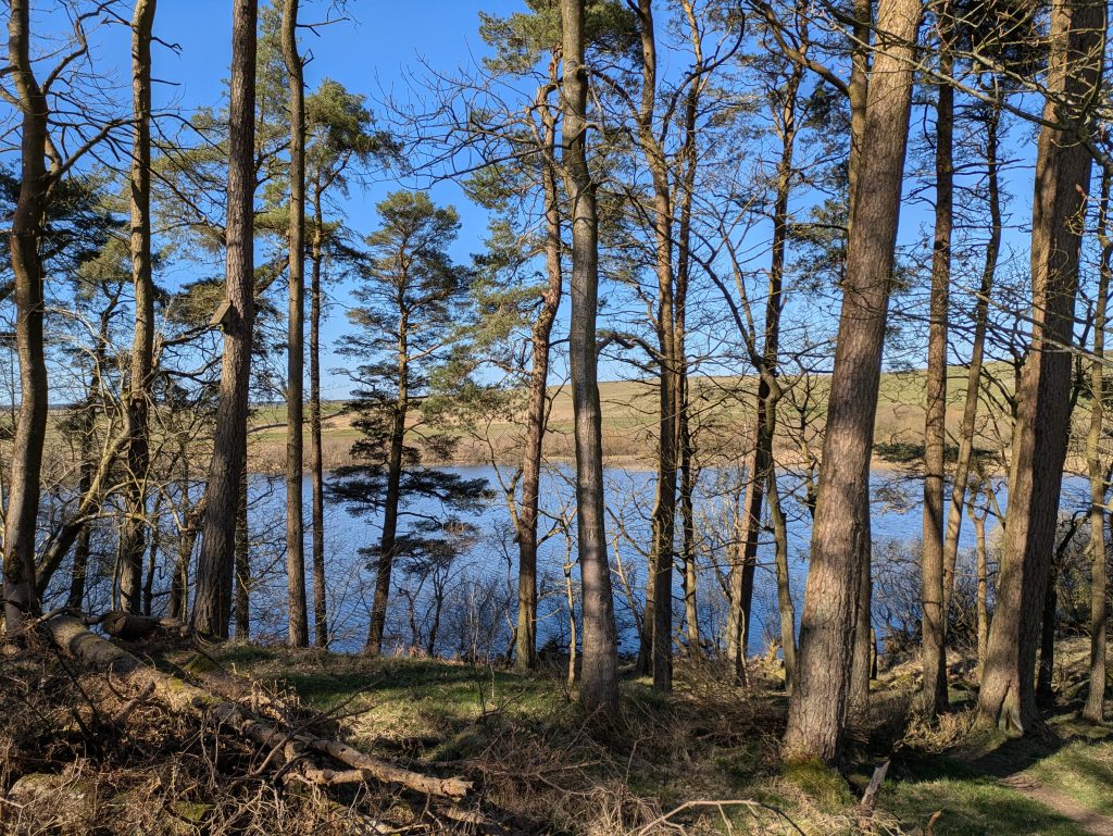 blue lake through trees