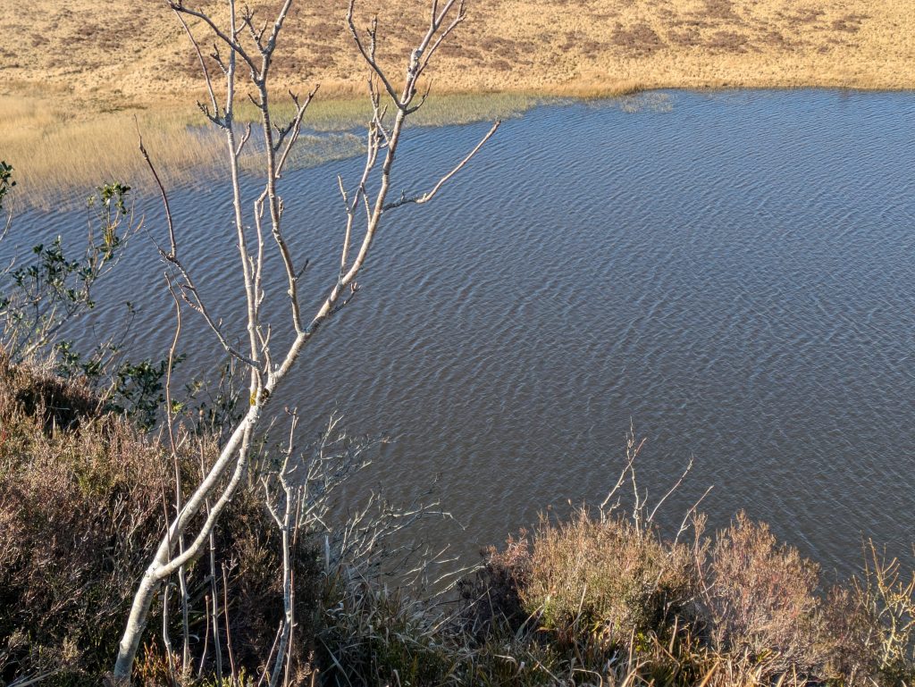 silver birch scrup catches sunlight by grey water