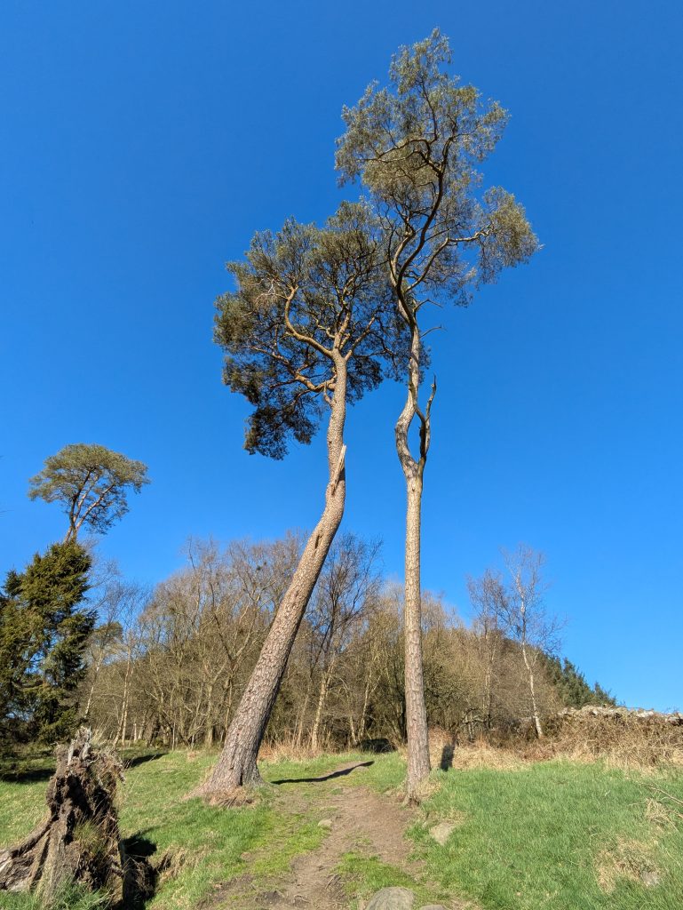 2 pine trees leaning into each other