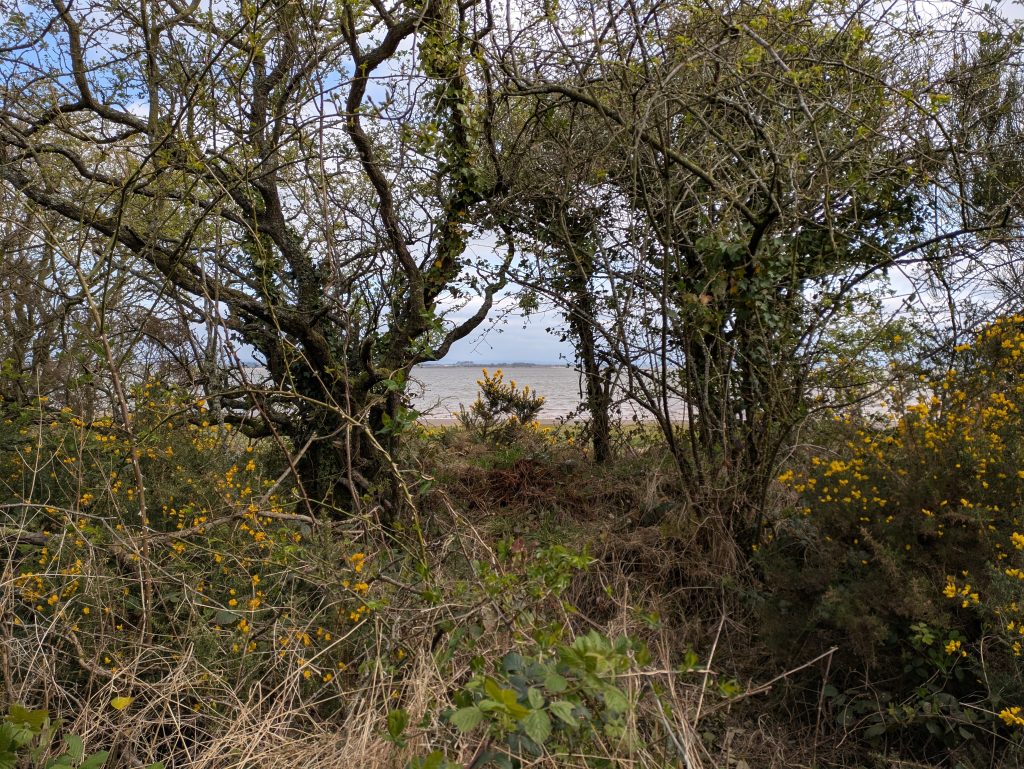 Solway Firth through a hole in the gorse scrub