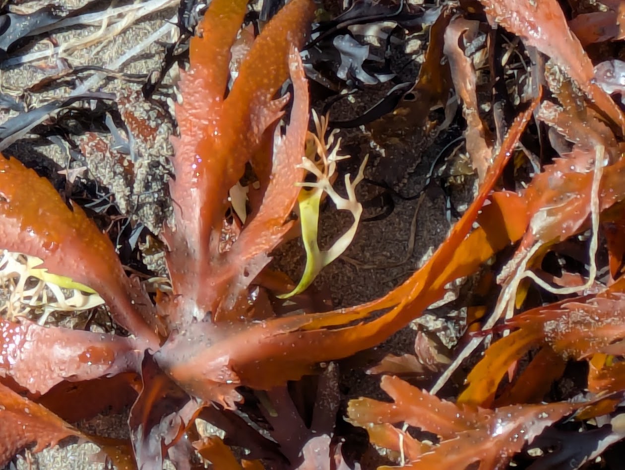 tangle of seaweed on beach