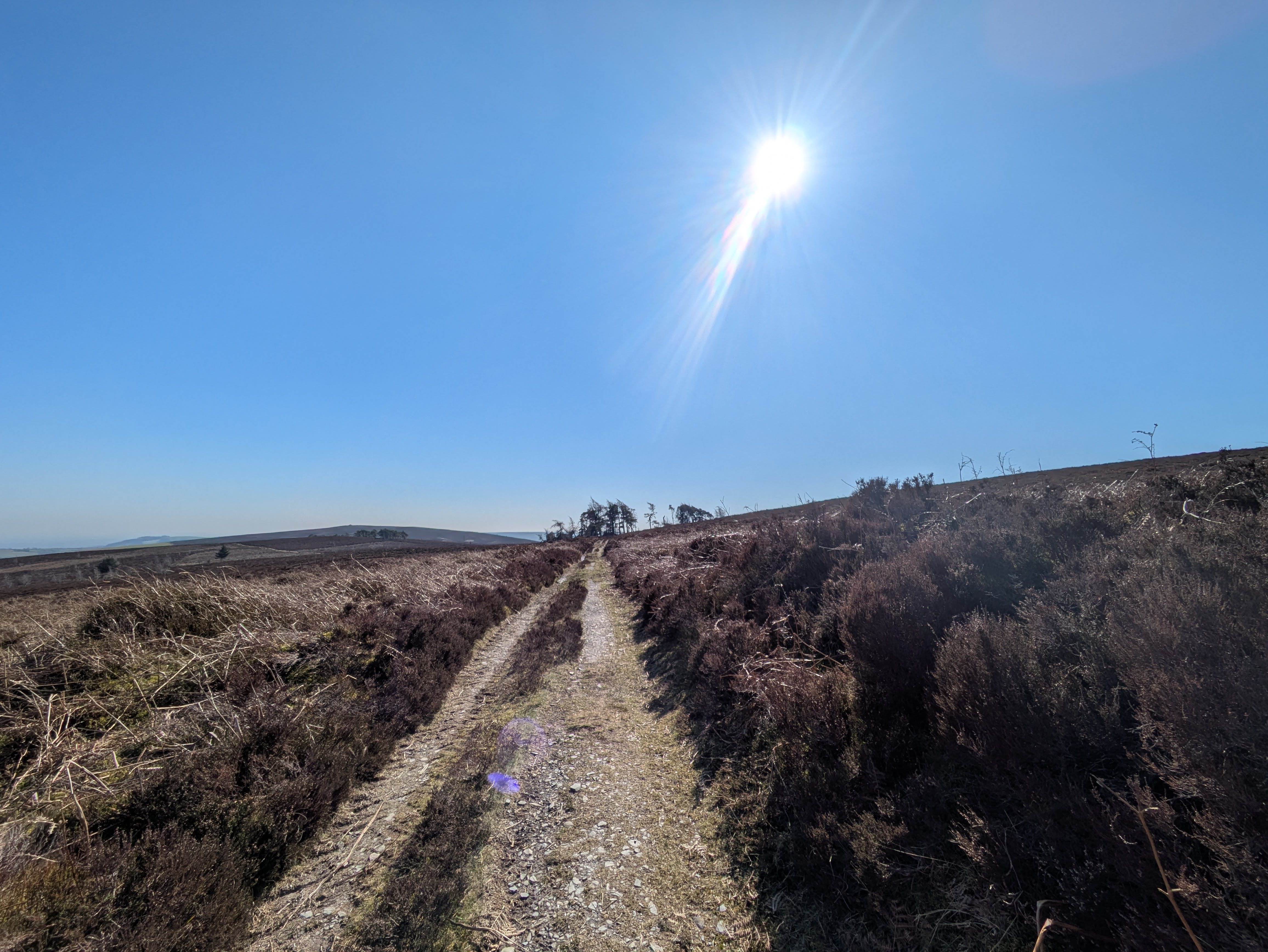copse of trees on horizon