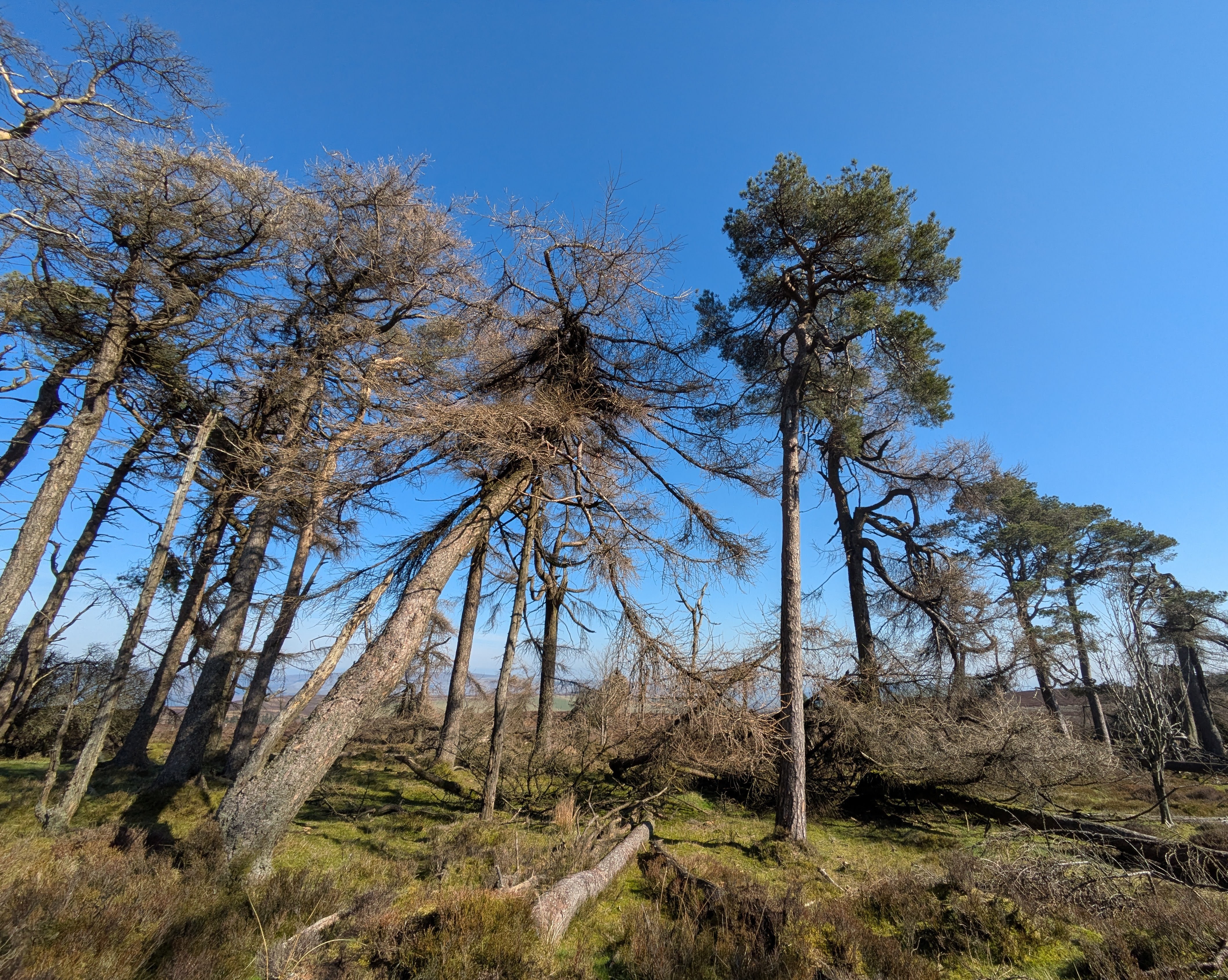 looking along the tree trunks