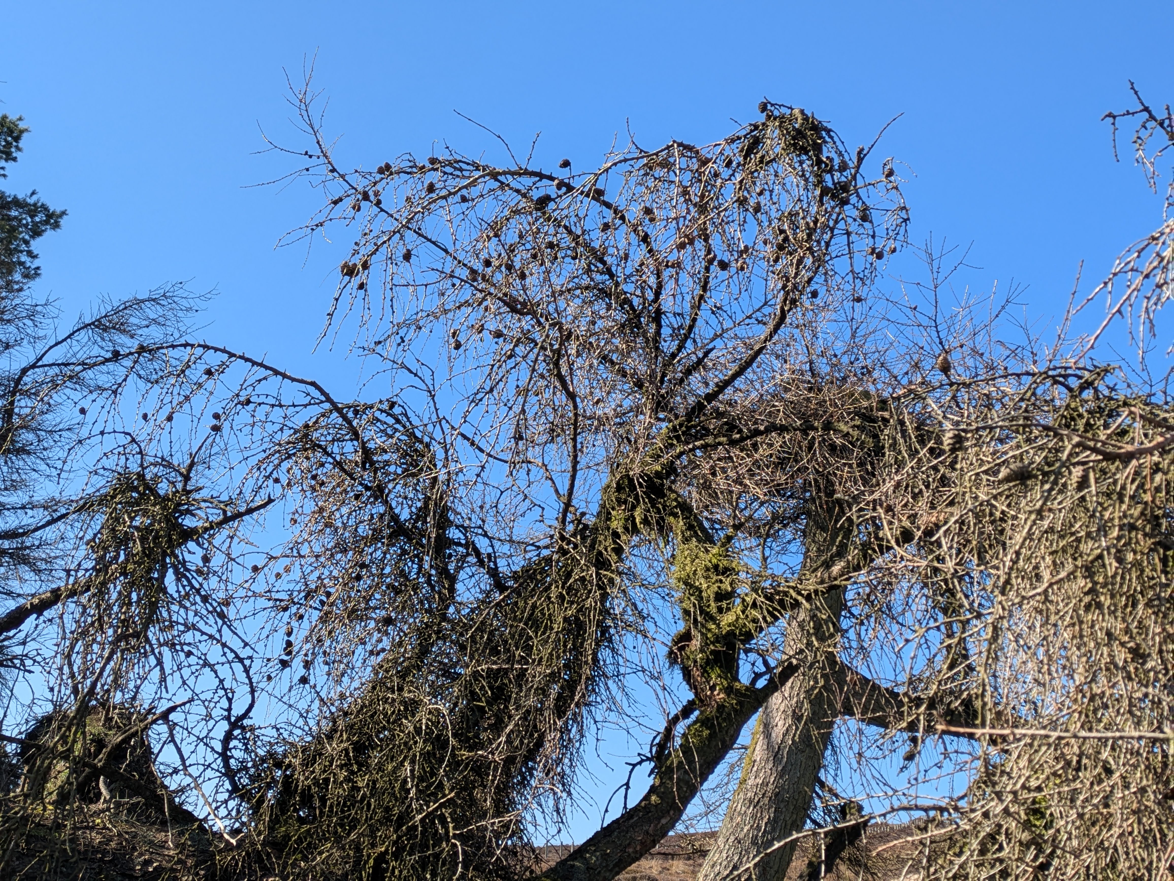 smashed larch tree - detail of tangled branches and cones