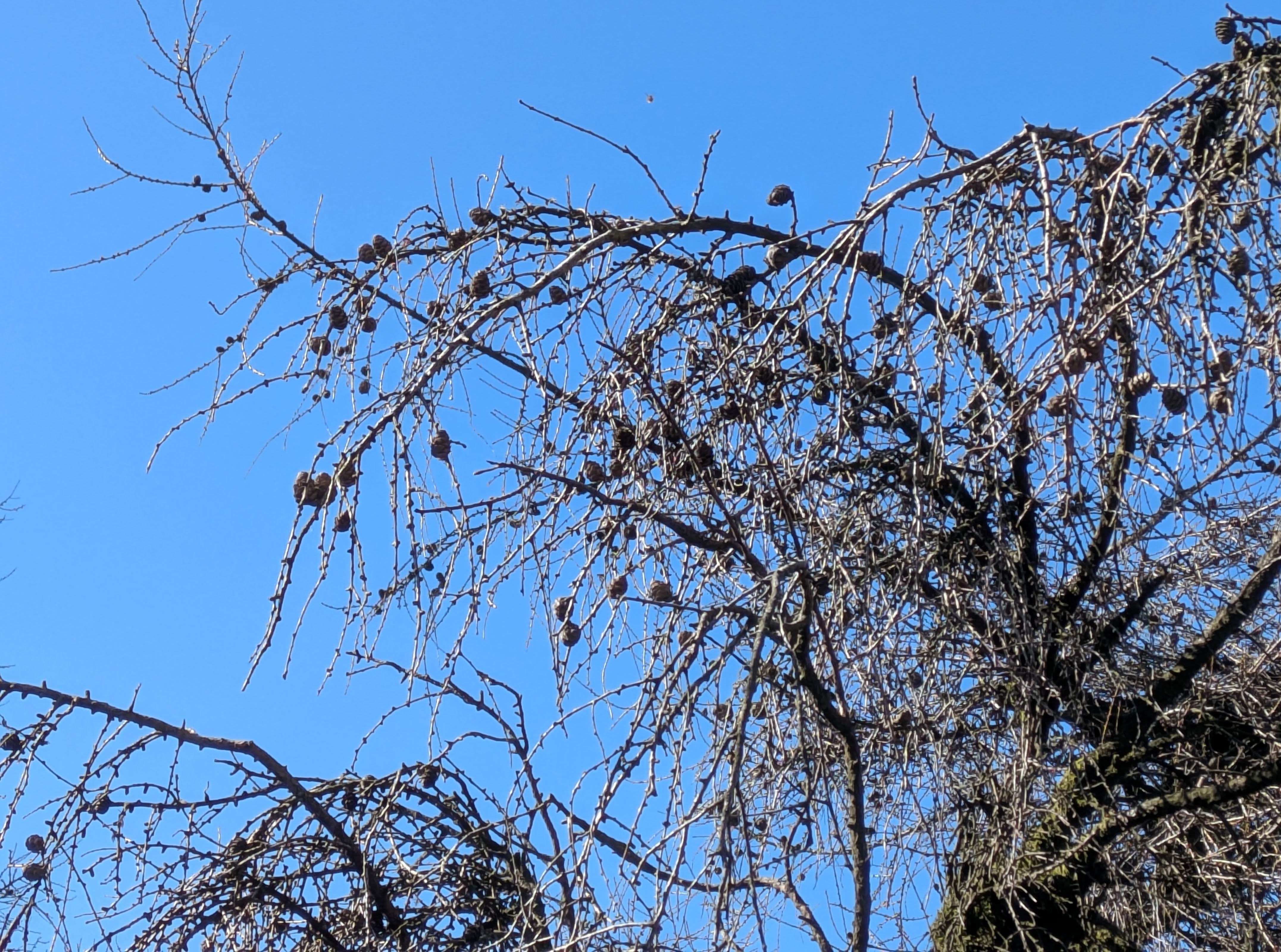 larch cones
